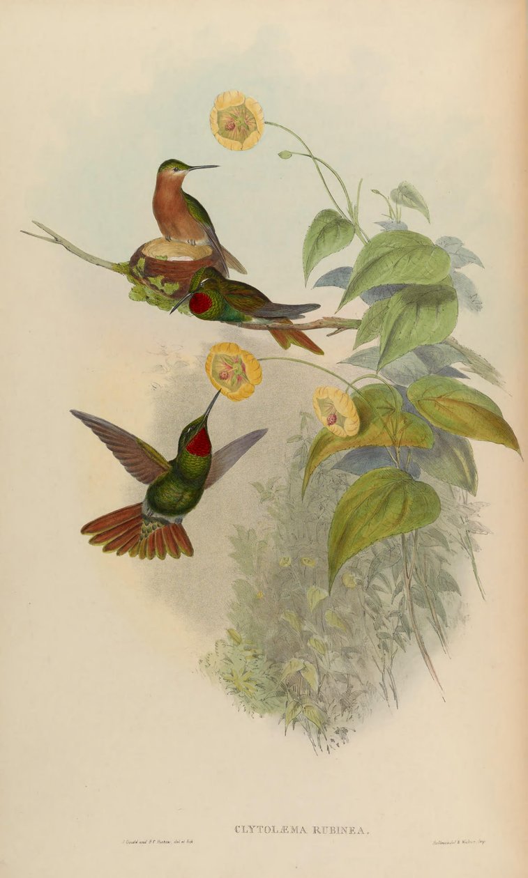 Clytolaema rubinea = Clytolaema rubricauda - John Gould