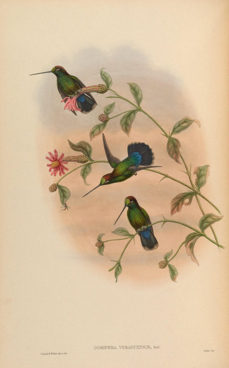 Dorifera veraguensis = Doryfera ludovicae veraguensis - John Gould