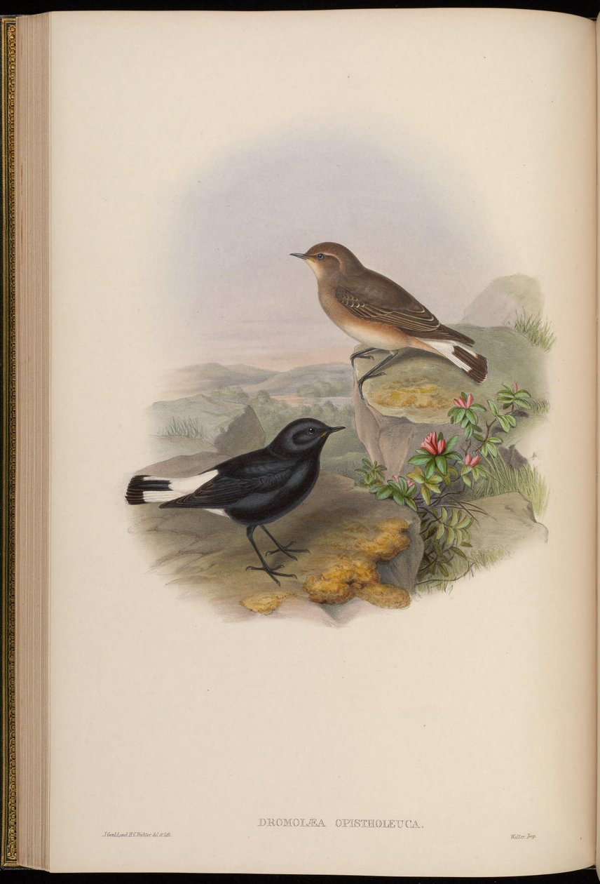 Dromolaea opistholeuca = Oenanthe picata opistholeuca - John Gould