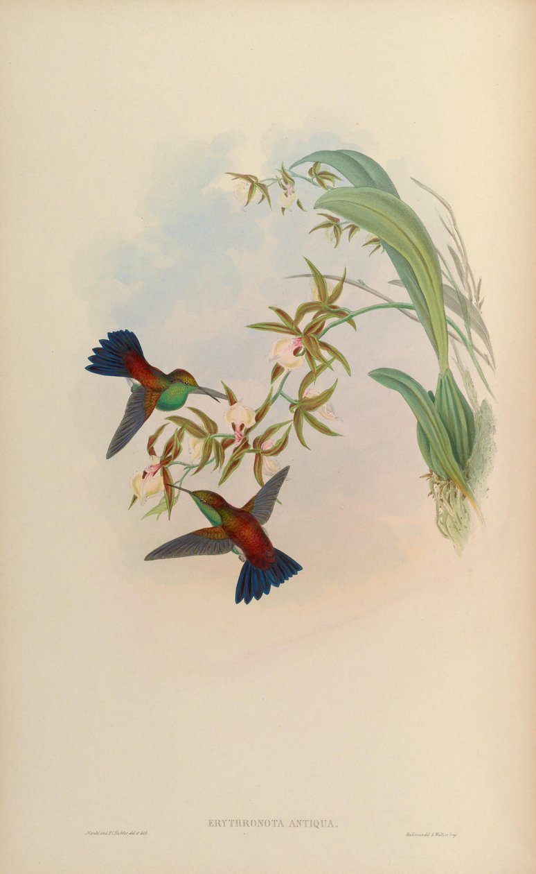 Erythronota antiqua = Amazilia tobaci erythronotos - John Gould