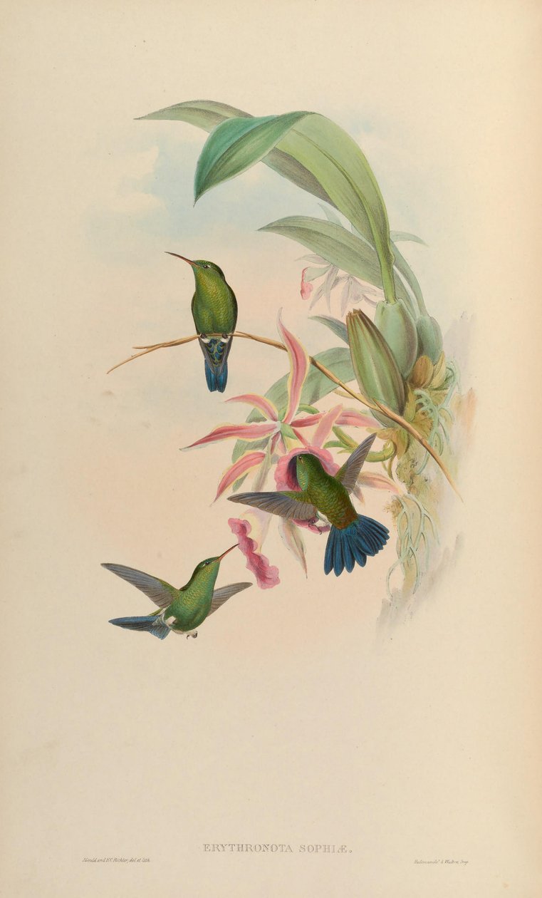 Erythronota sophiae = Amazilia saucerrottei saucerrottei - John Gould