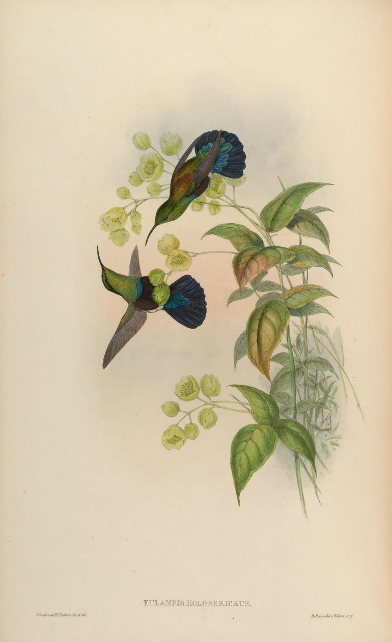 Eulampis holosericeus - John Gould