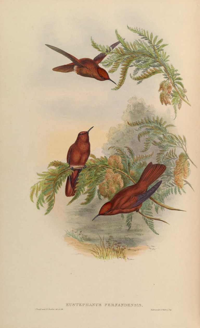 Eustephanus fernandensis = Sephanoides fernandensis - John Gould