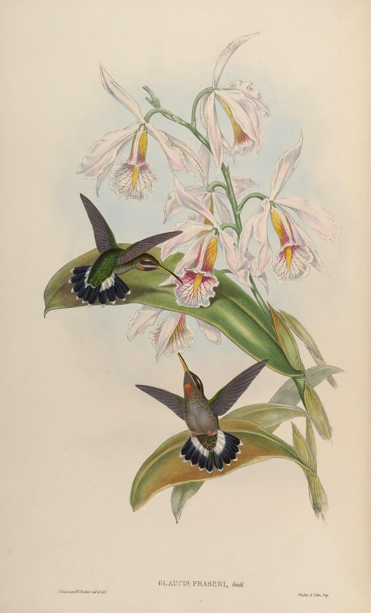 Glaucis fraseri = Threnetes ruckeri ruckeri - John Gould