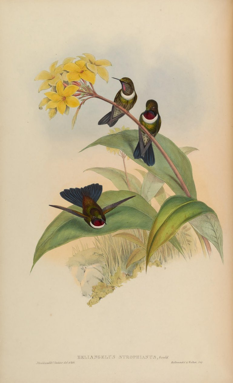Heliangelus strophianus - John Gould