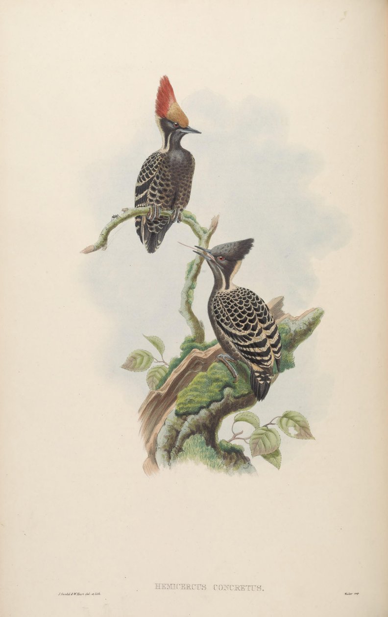 Hemicercus concretus - John Gould