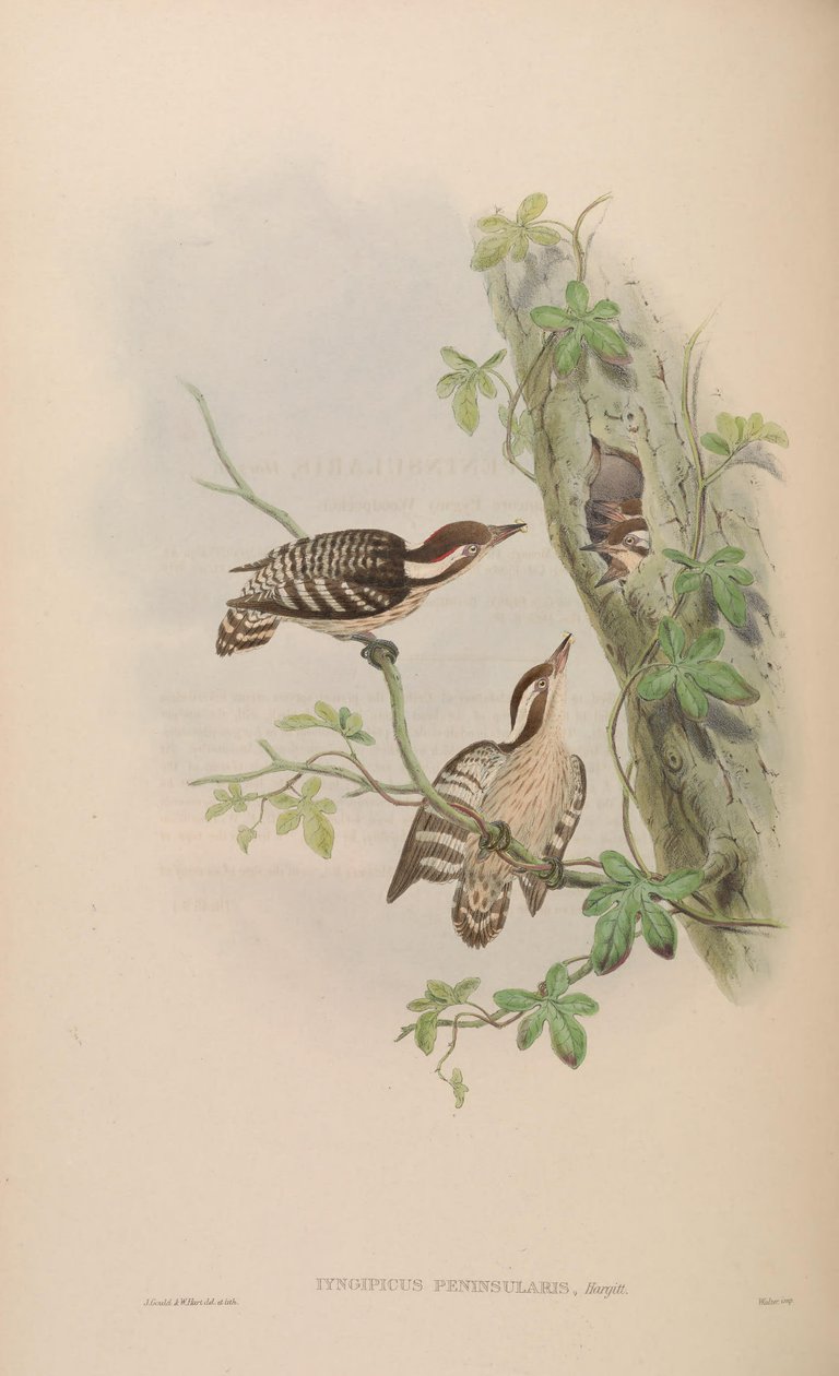 Iyngipicus gymnophthalmus peninsularis - John Gould