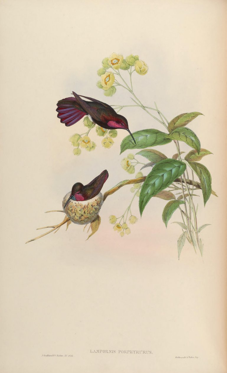 Lampornis porphyrurus = Anthracothorax mango - John Gould