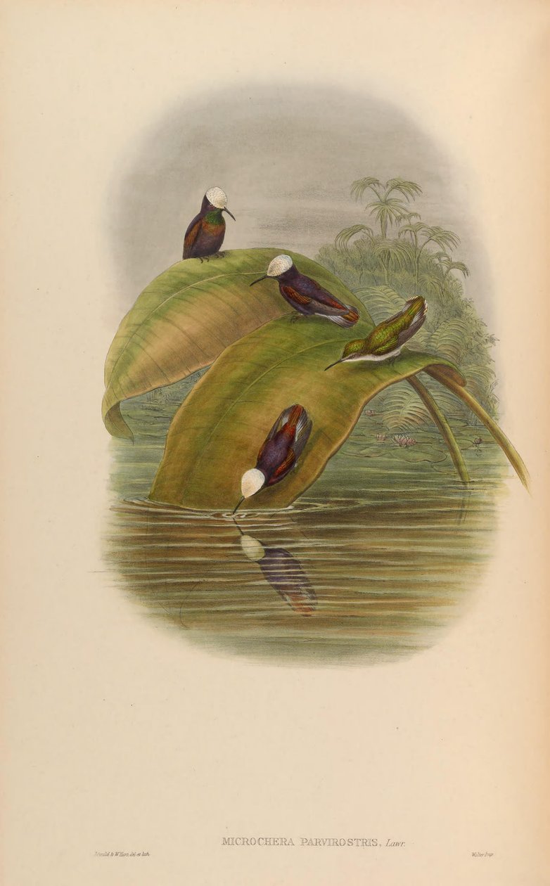 Microchera parvirostris = Microchera albocoronata parvirostris - John Gould