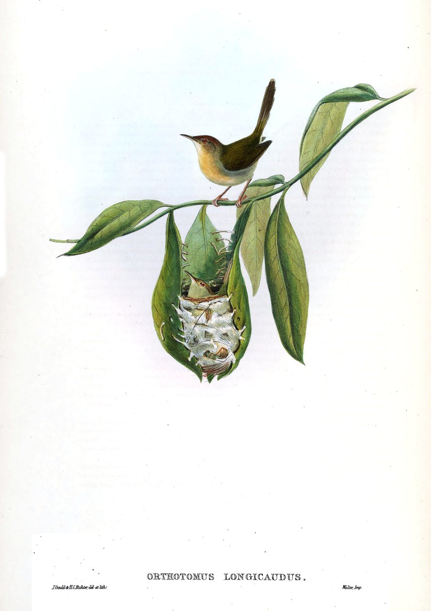 Orthotomus longicaudus = Orthotomus sutorius longicaudus - John Gould