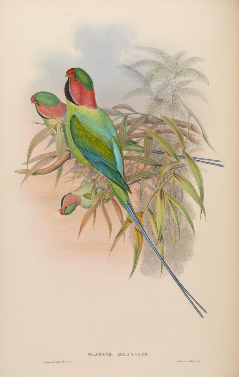 Palæornis malaccensis = Psittacula longicauda nicobarica - John Gould