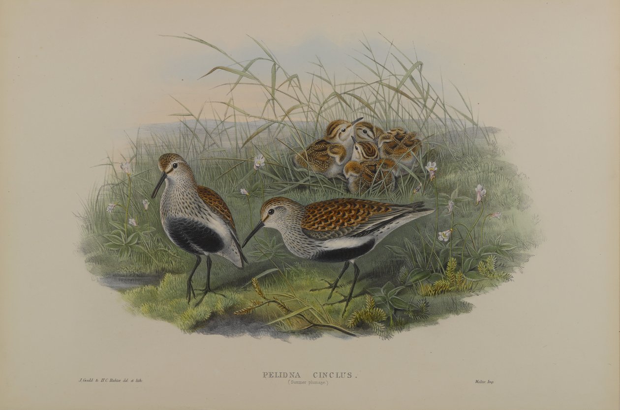 Pelinda Cinclus, Plumage d