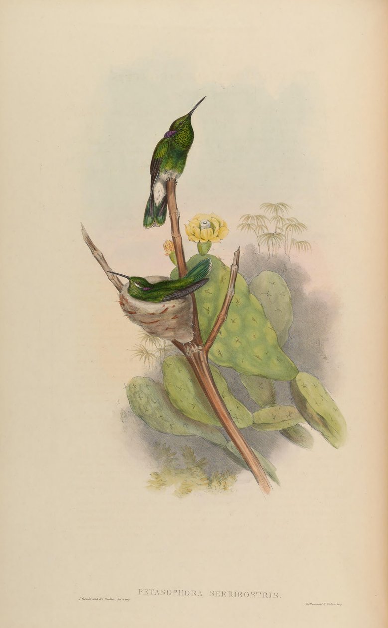 Petasophora serrirostris = Colibri serrirostris - John Gould