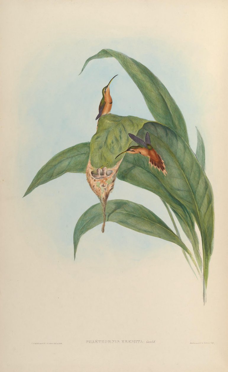 Phaethornis eremita = Phaethornis ruber ruber - John Gould