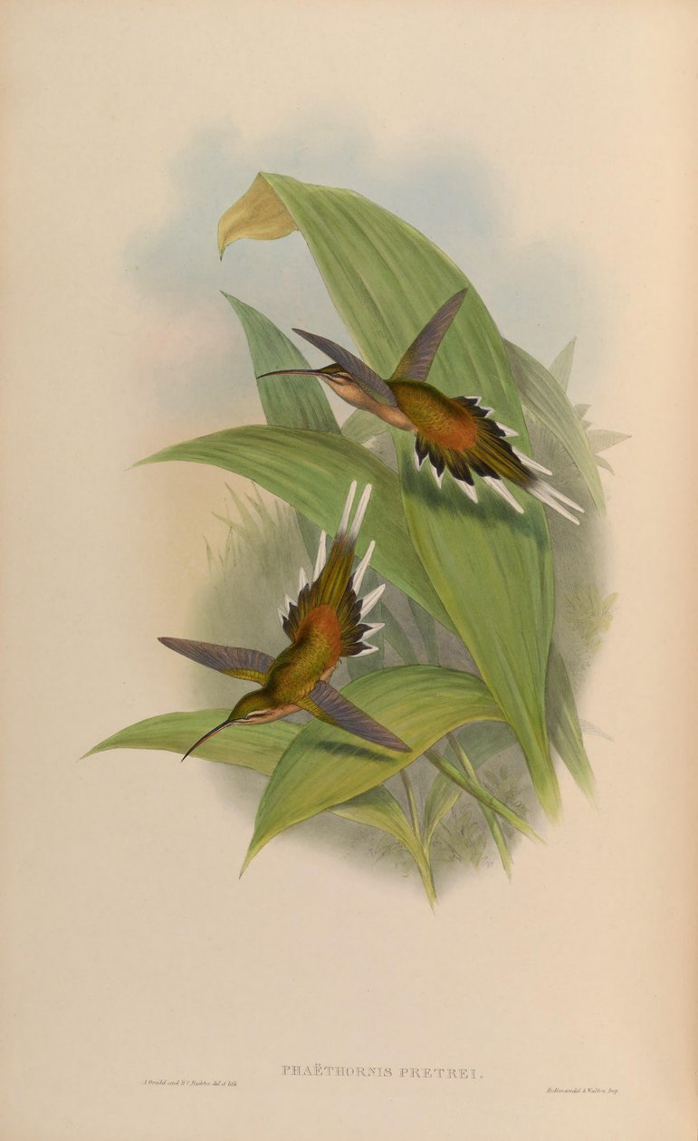 Phaethornis pretrei - John Gould