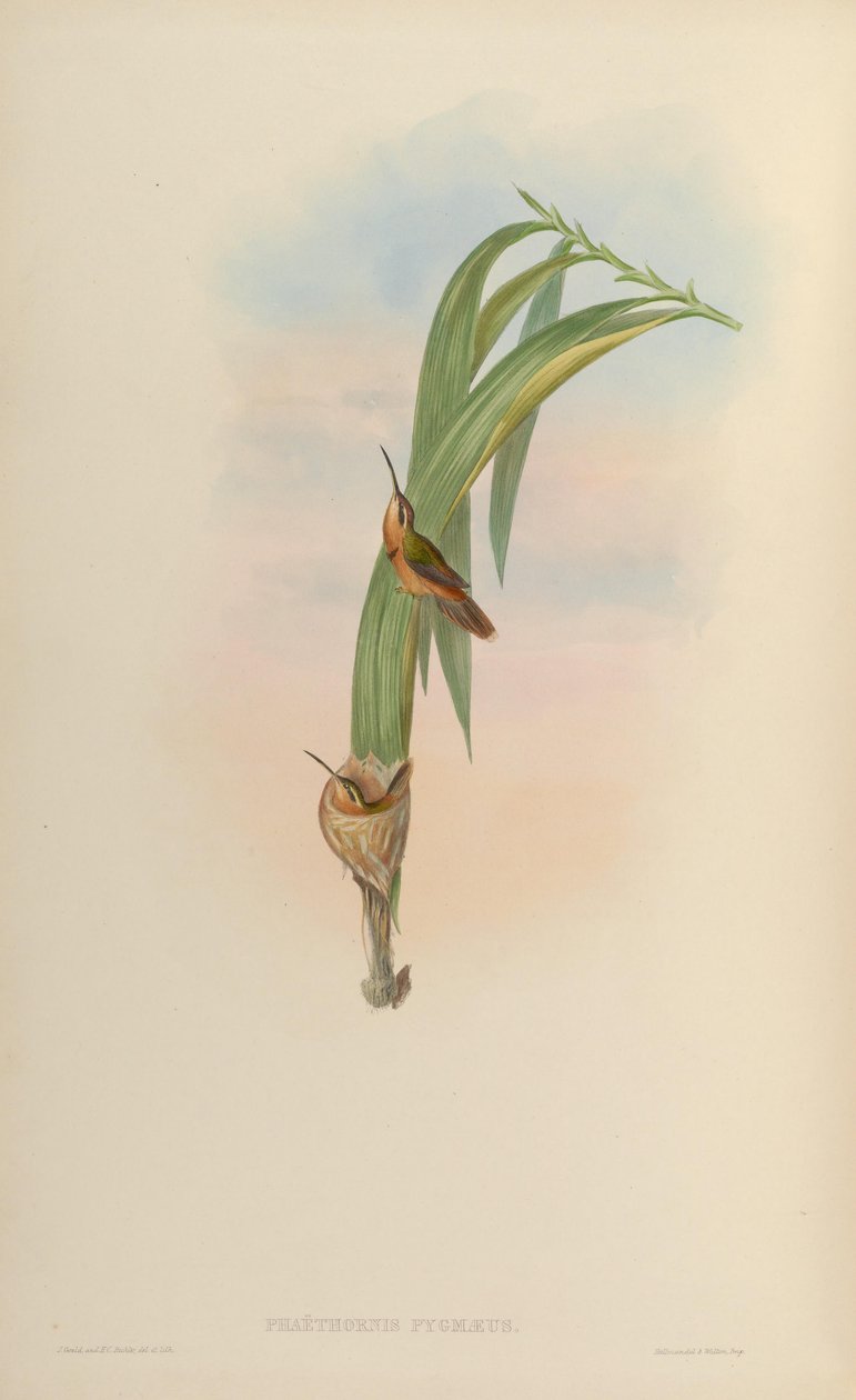 Phaethornis pygmaeus = Phaethornis ruber ruber - John Gould