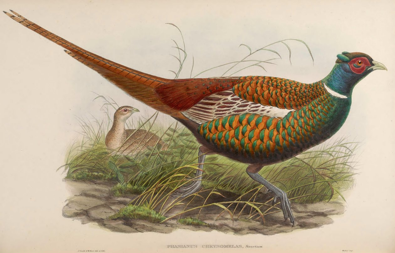 Phasianus chrysomelas = Phasianus colchicus chrysomelas - John Gould