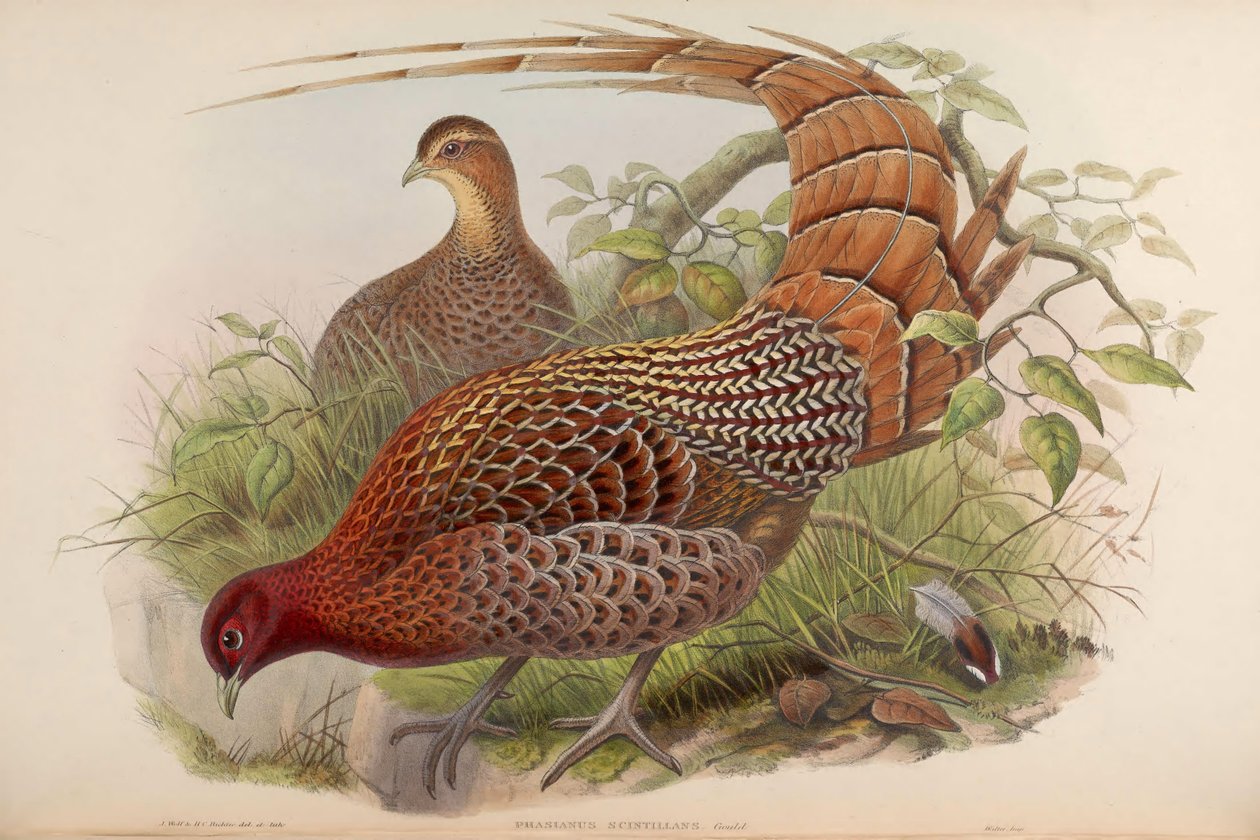 Phasianus scintillans = Syrmaticus soemmerringii scintillans - John Gould