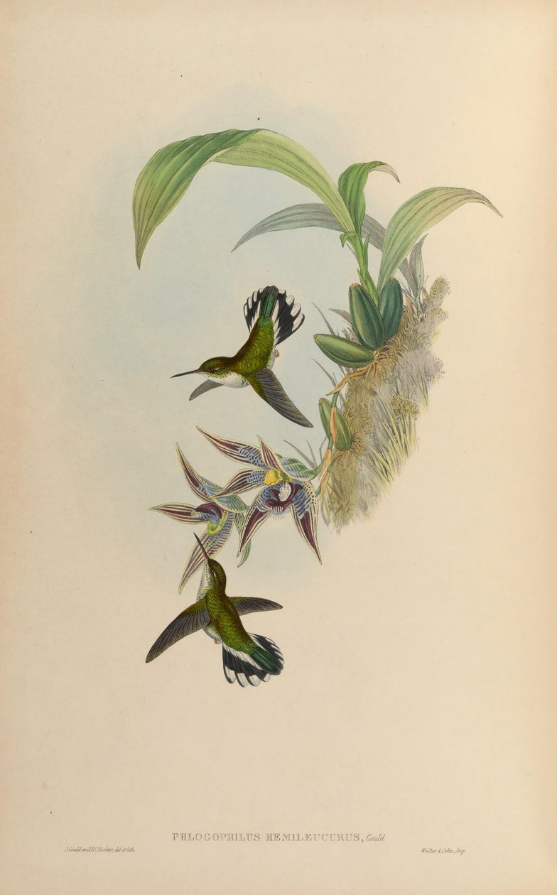 Phlogophilus hemileucurus sur Paphinia cristata (orchidée) - John Gould