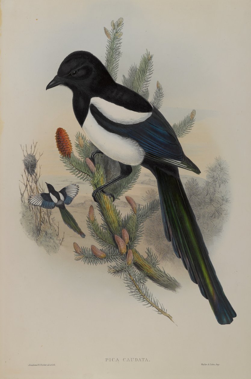 Pica Caudata - Pie - John Gould
