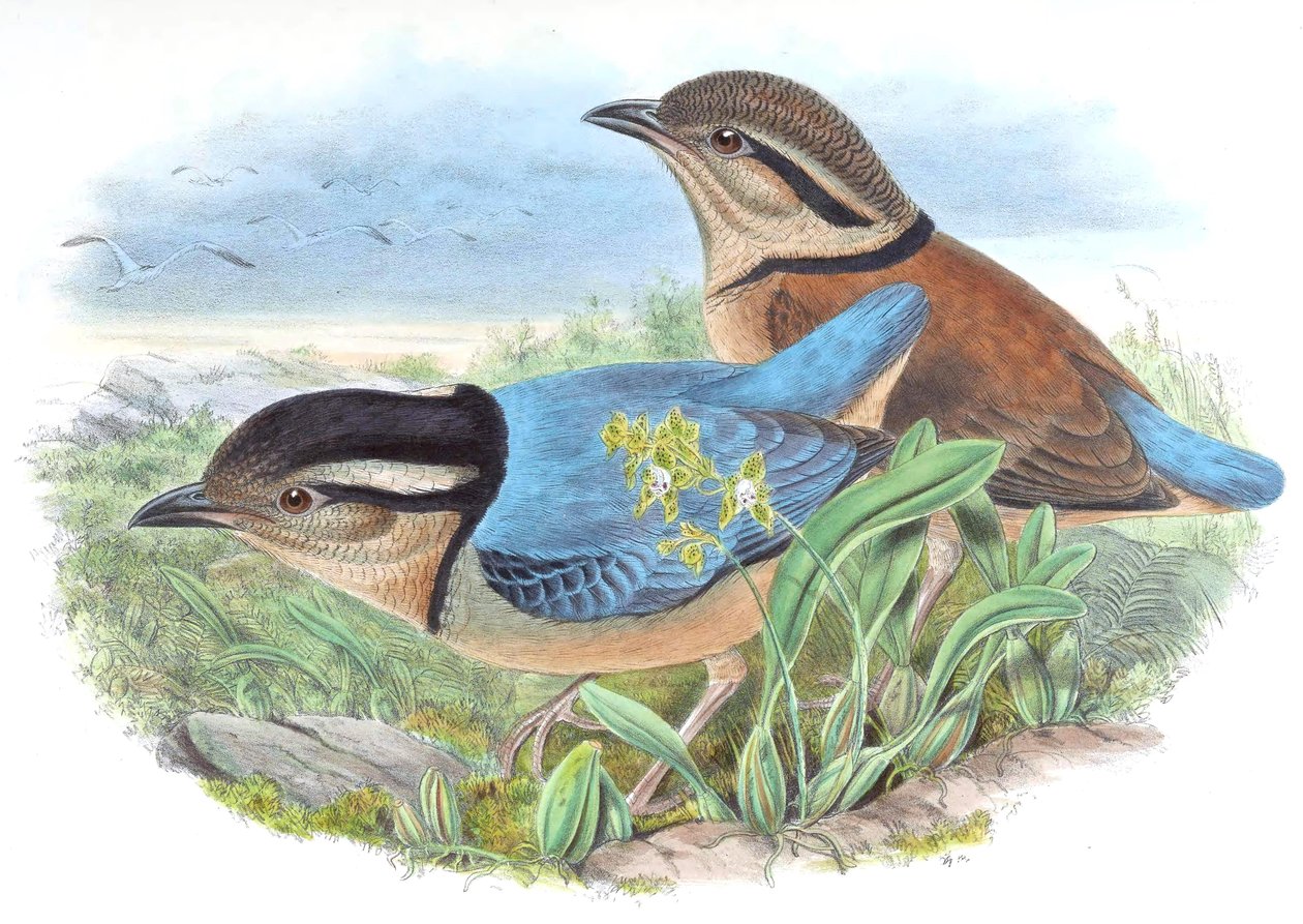 Pitta caerulea = Hydrornis caeruleus - John Gould
