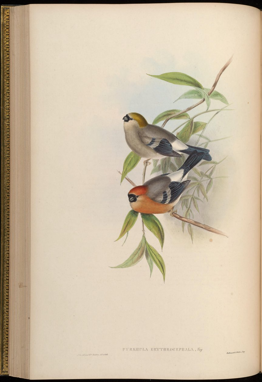 Pyrrhula erythrocephala - John Gould