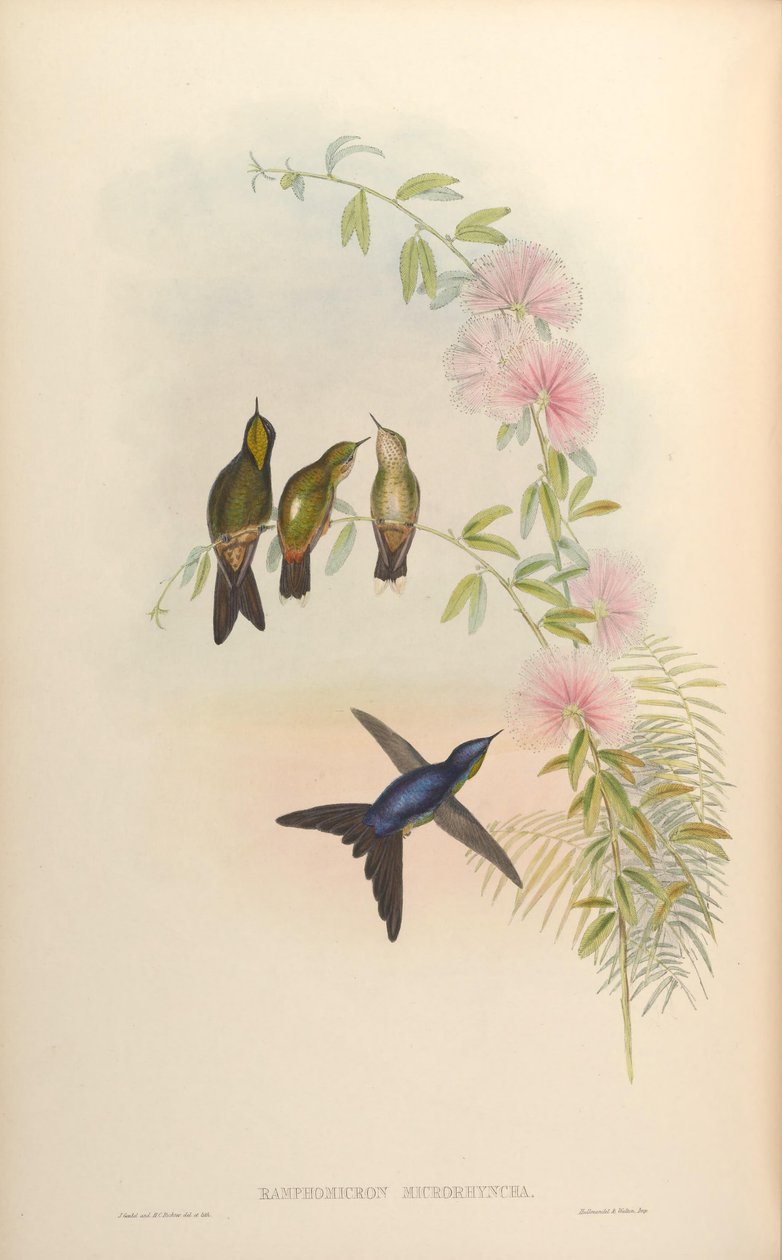 Ramphomicron microrhynchum - John Gould
