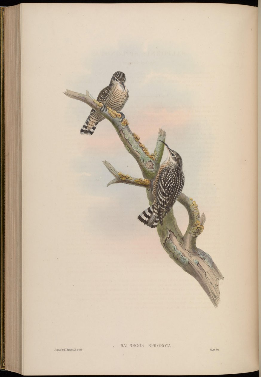 Salpornis spilonotus - John Gould