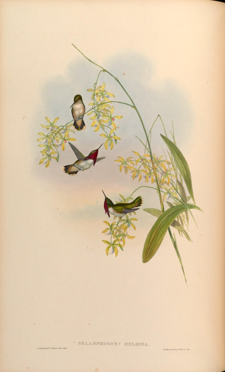 Selasphorus heloisa = Atthis heloisae - John Gould