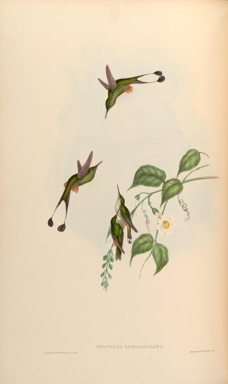 Spathura rufocaligata = Ocreatus underwoodii addae - John Gould