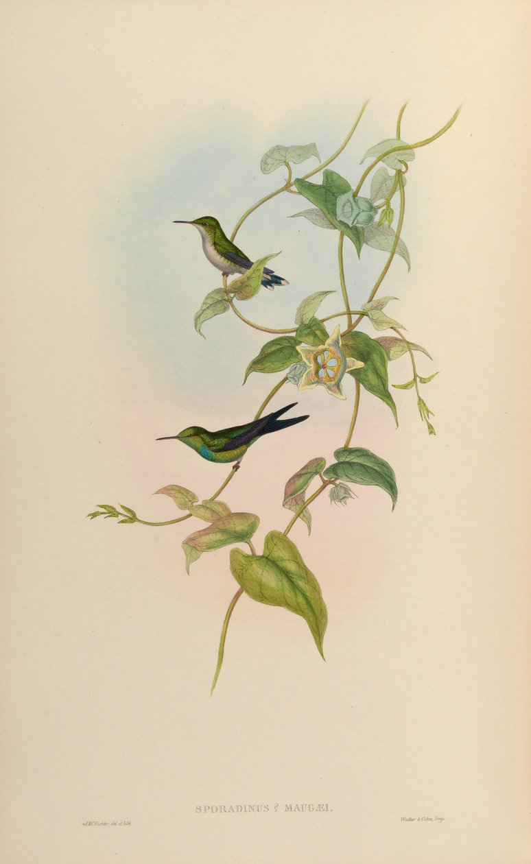 Sporadinus maugaei = Chlorostilbon maugaeus - John Gould