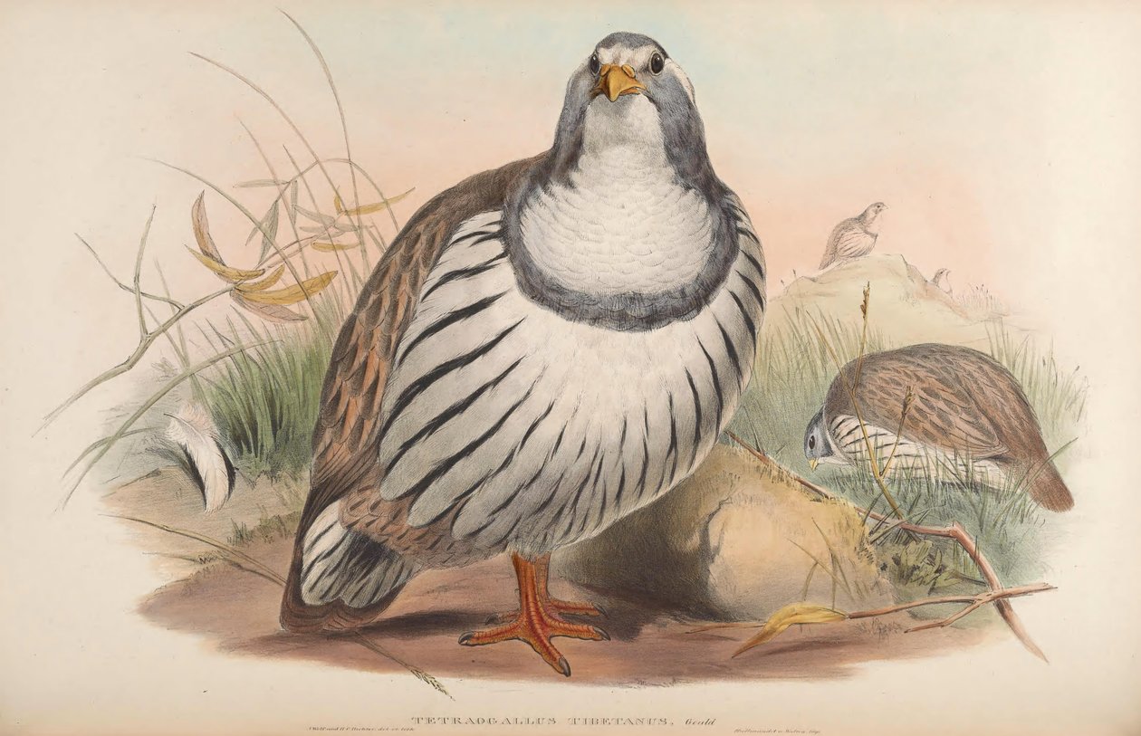 Tetraogallus tibetanus - John Gould