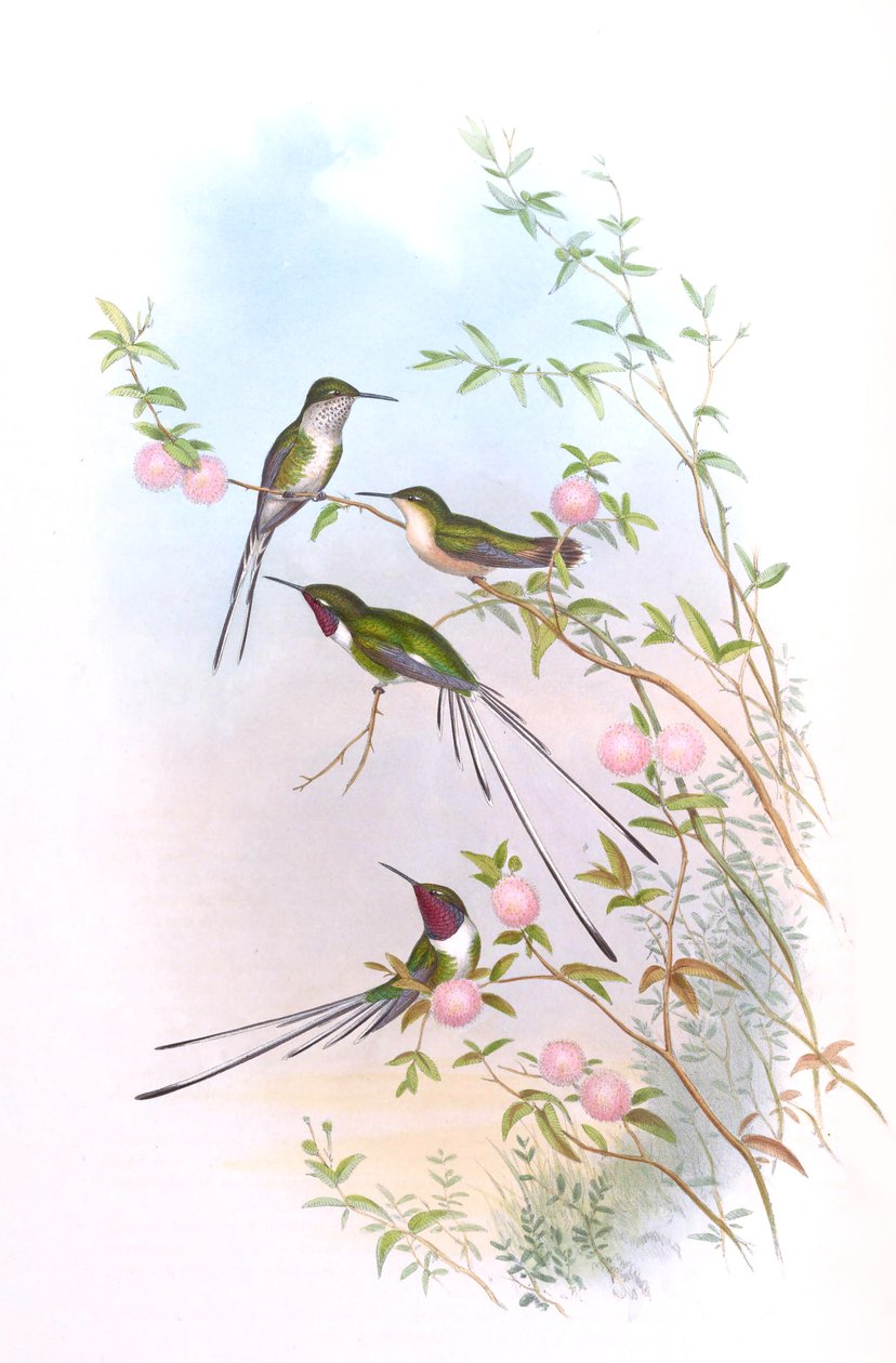 Thaumastura cora dans Les Colibris de John Gould - John Gould