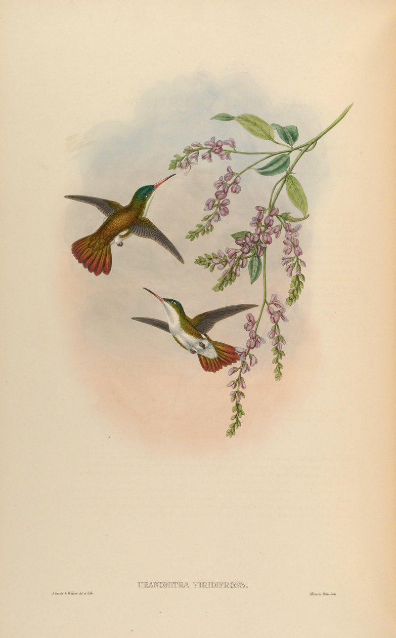 Uranomitra viridifrons = Amazilia viridifrons viridifrons - John Gould