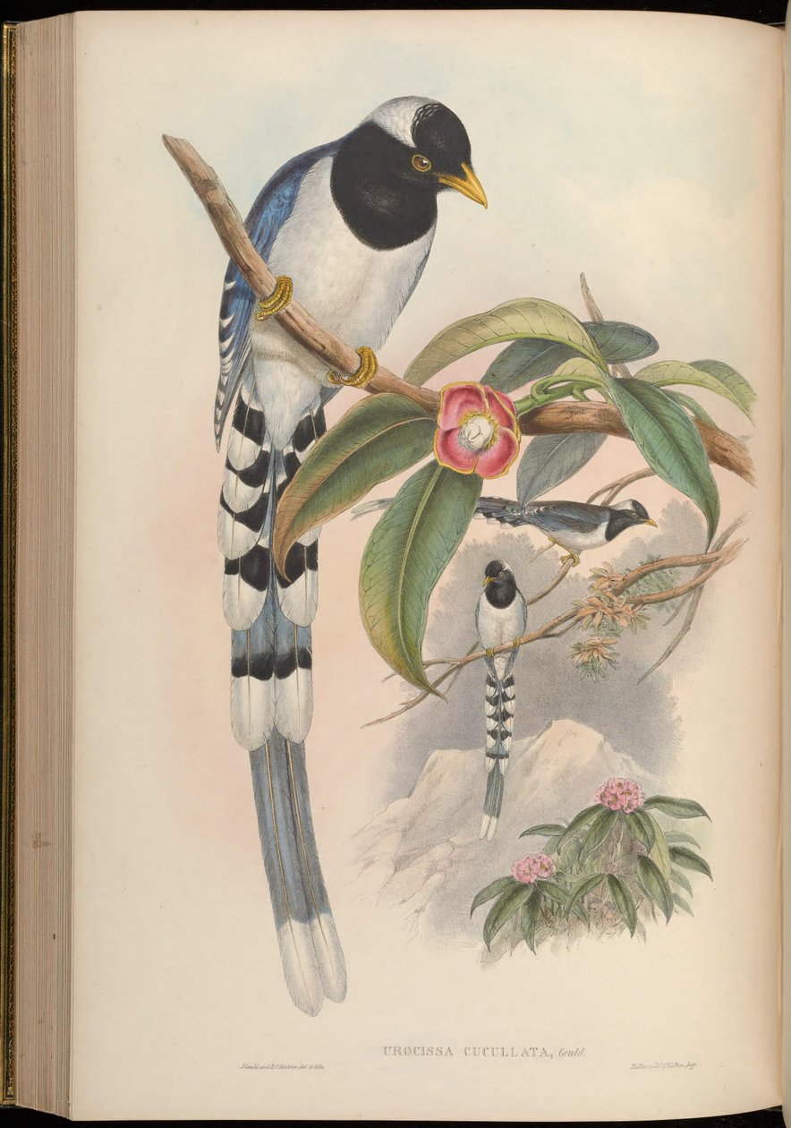 Urocissa cucullata = Urocissa flavirostris cucullata - John Gould