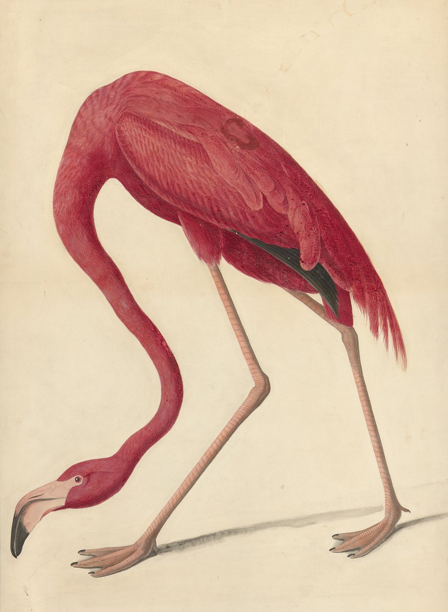 Flamant rose, 1838 - John James Audubon