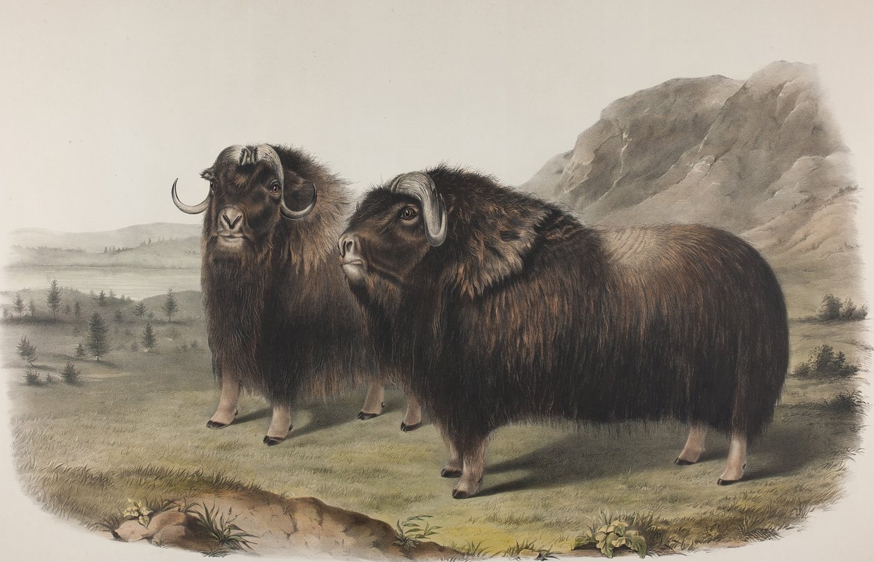 Planche 111. Ovibus Moschatus, Gmel. Bœuf musqué - John James Audubon
