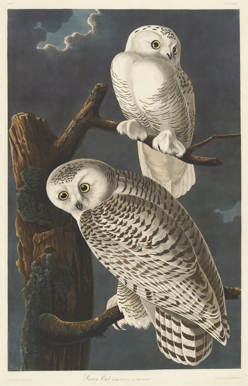 Chouette harfang, 1831 - John James Audubon
