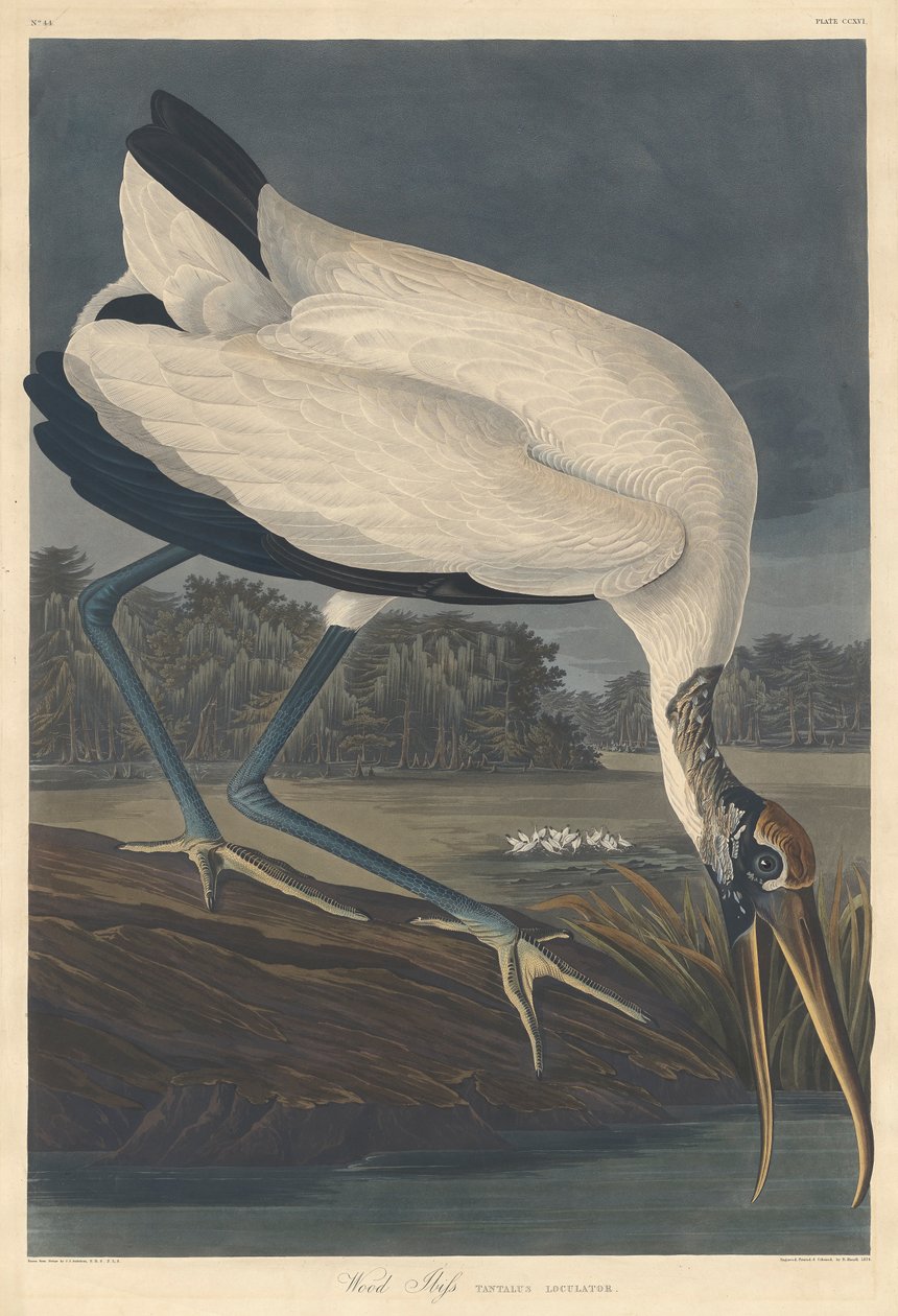 Ibis des bois, 1834 - John James Audubon