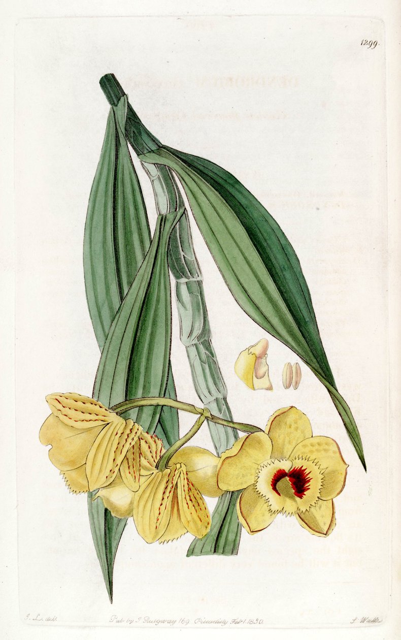 Dendrobium chrysanthum - John Lindley