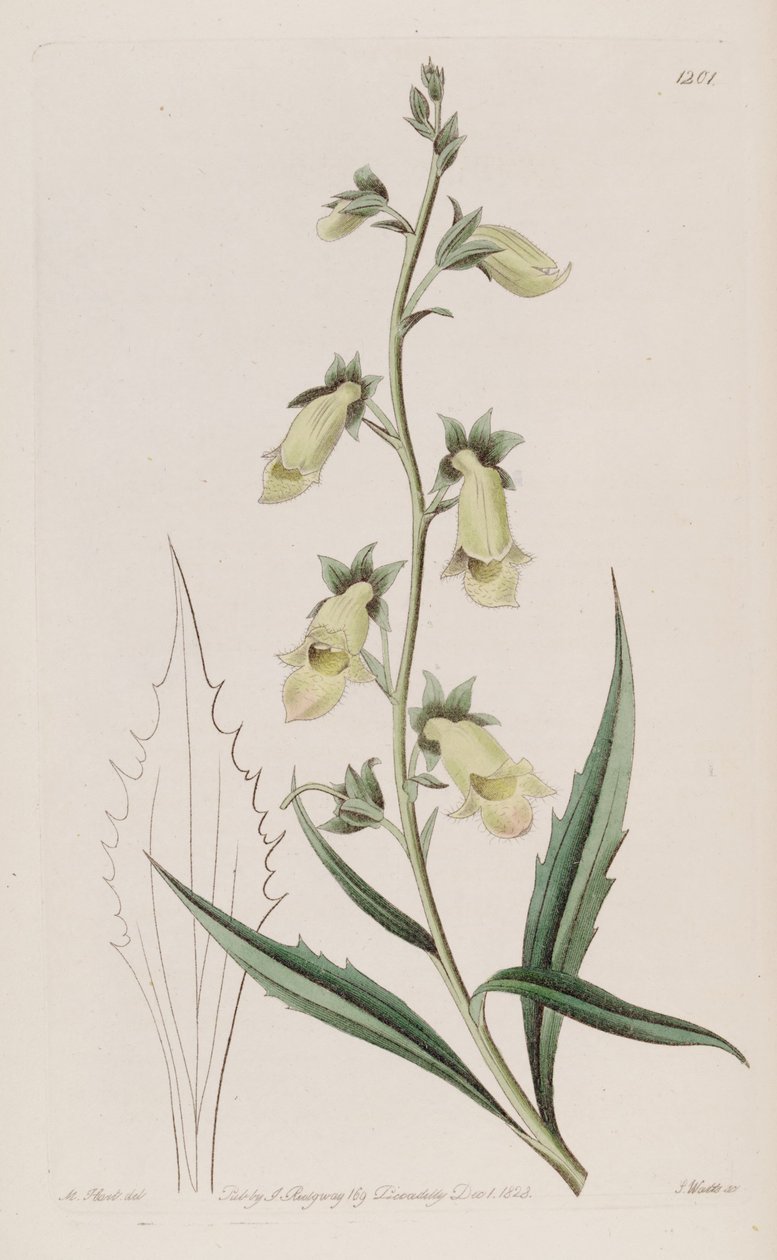 Digitalis obscura subsp. laciniata - John Lindley