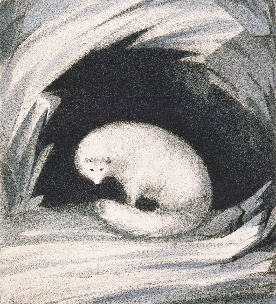 Renard Arctique, de 