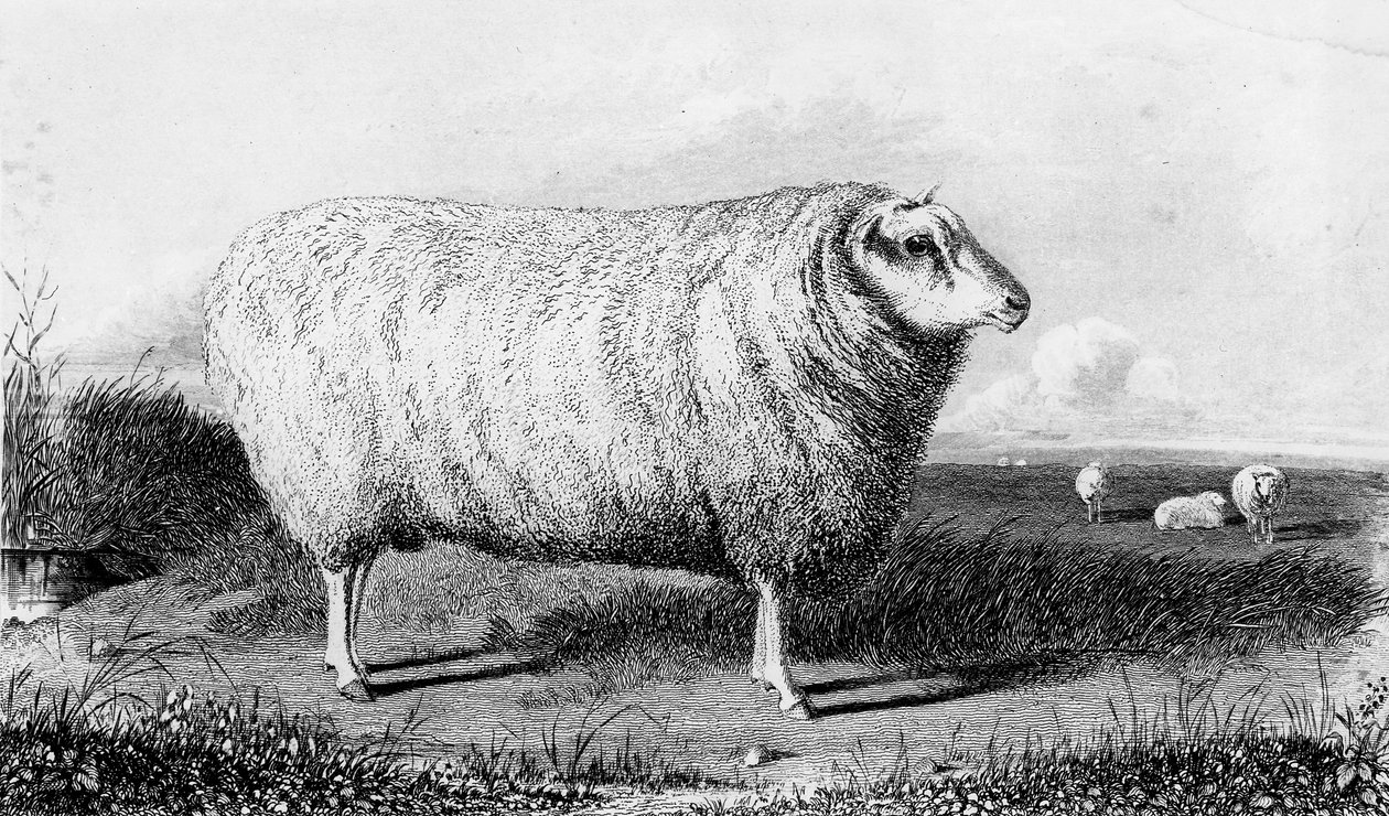 Un bélier de Leicester, gravé par Thomas Landseer - John Sheriff