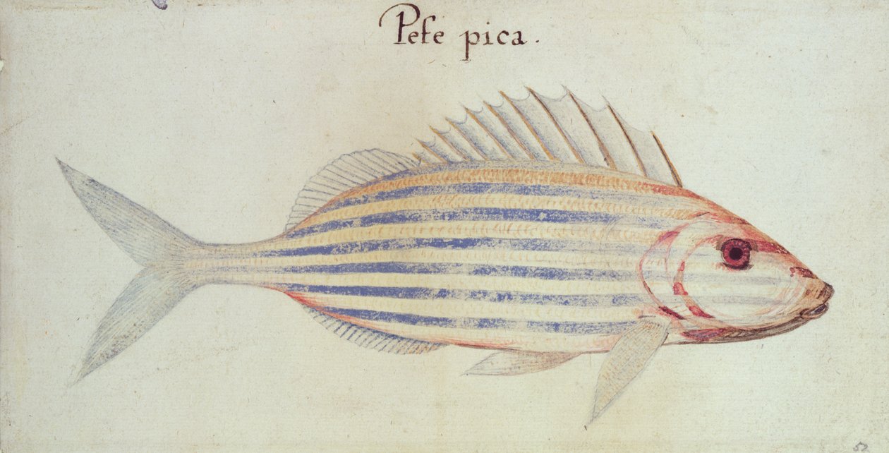 Poisson grunt à rayures bleues - John White