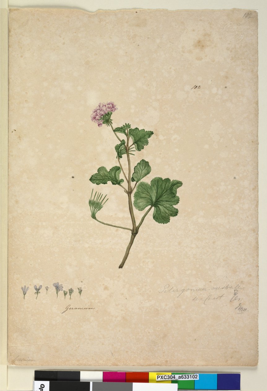 Page 102. Pelargonium australe - John William Lewin
