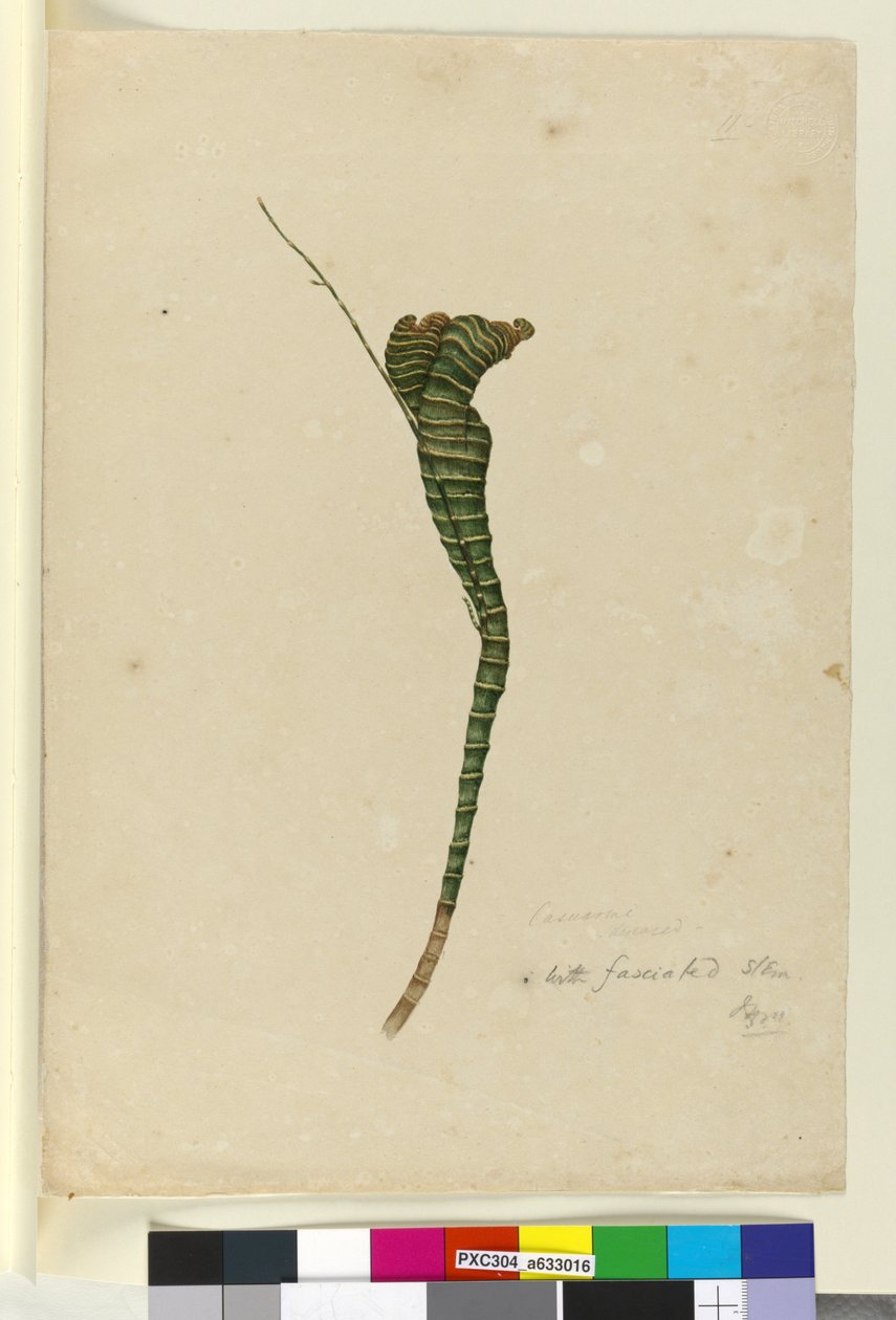 Page 11. Casuarina, c.1803-06 - John William Lewin