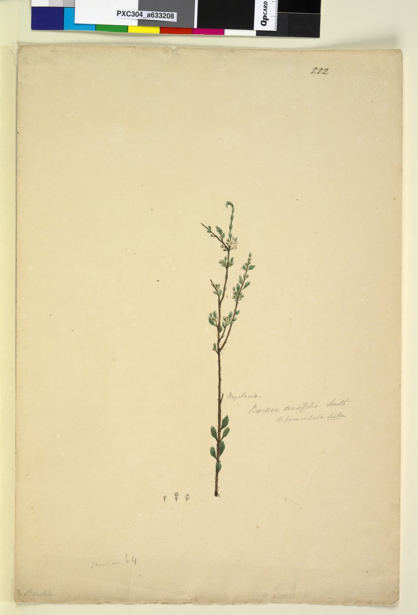 Page 222. Baeckea densifolia - John William Lewin