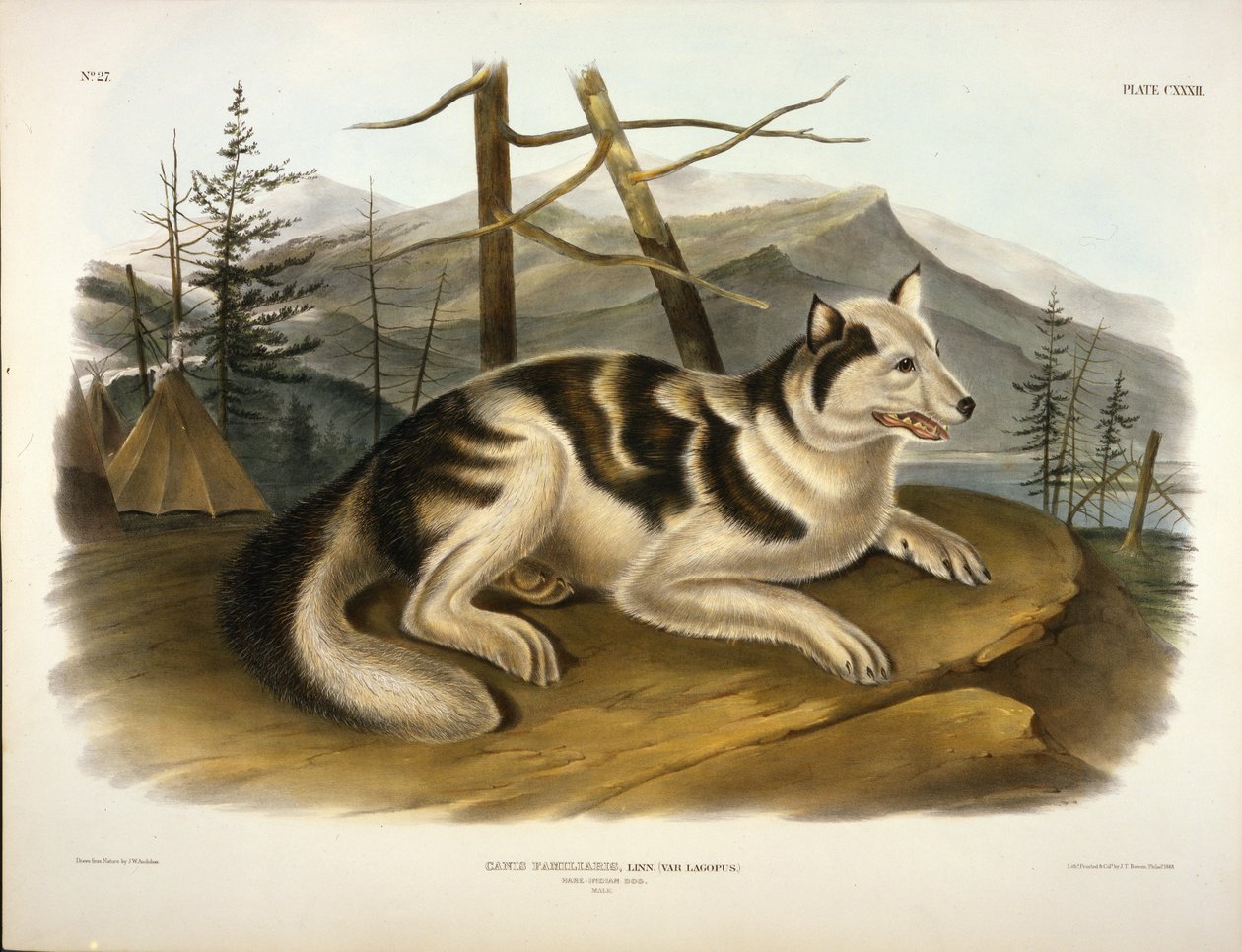 Chien indien Hare - John Woodhouse Audubon