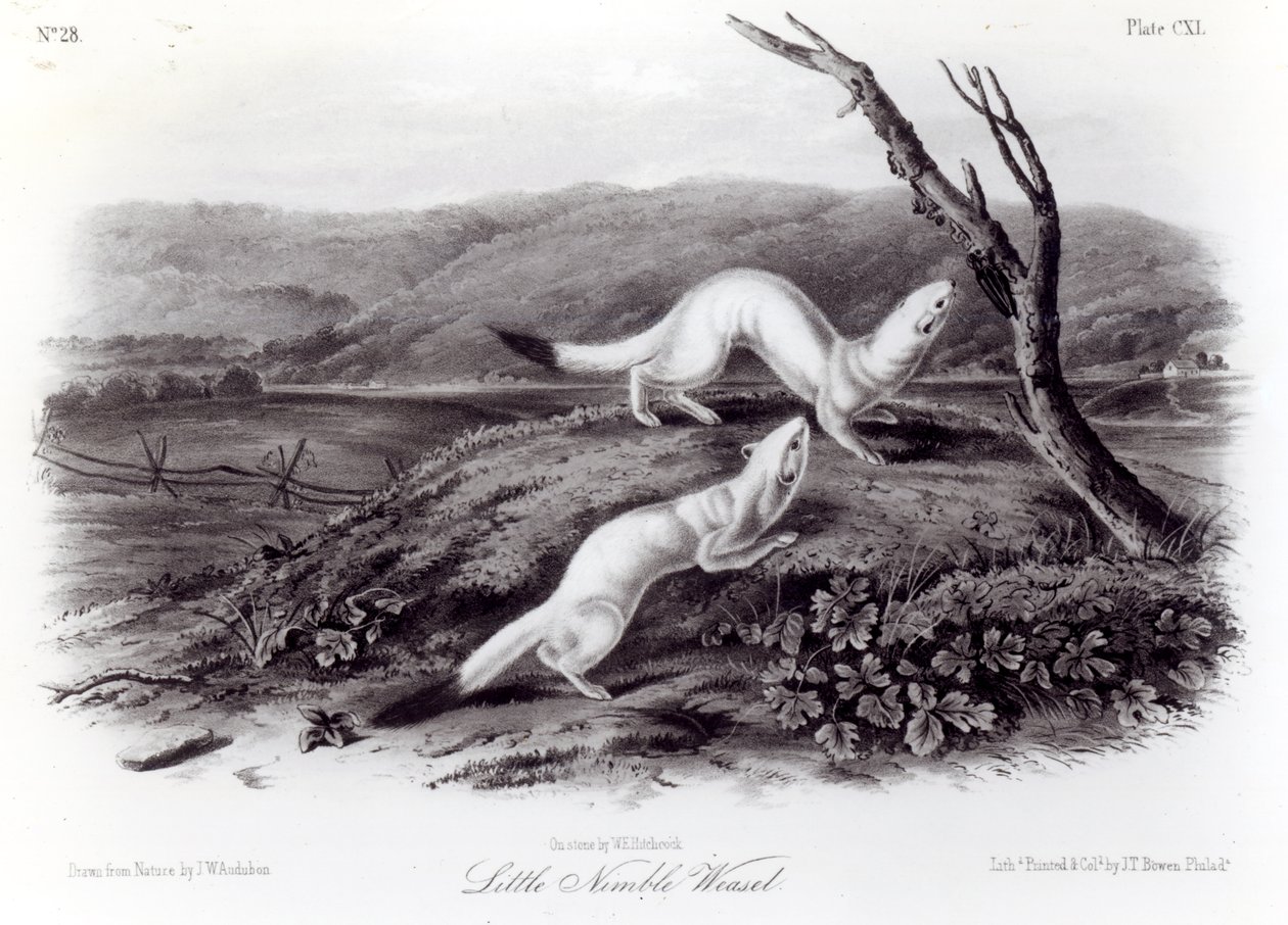 Petit belette agile - John Woodhouse Audubon