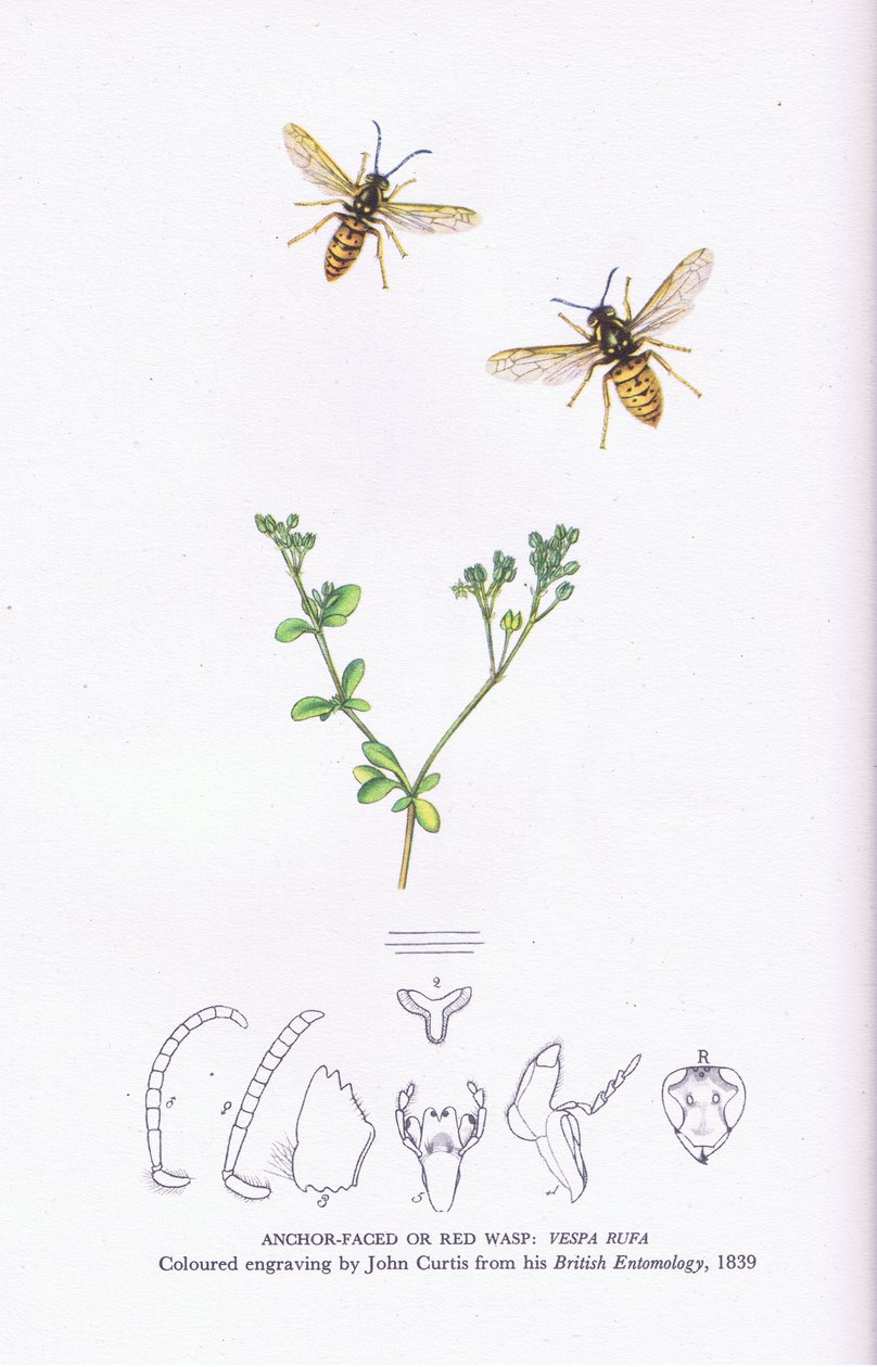 Guêpe ancrée ou guêpe rouge, Nature en Grande-Bretagne publiée par Collins - John (after) Curtis